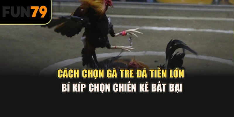 Cách chọn gà tre đá tiền lớn: Bí kíp chọn chiến kê bất bại