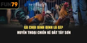 Gà chọi Bình Định là gì? Huyền thoại chiến kê đất Tây Sơn